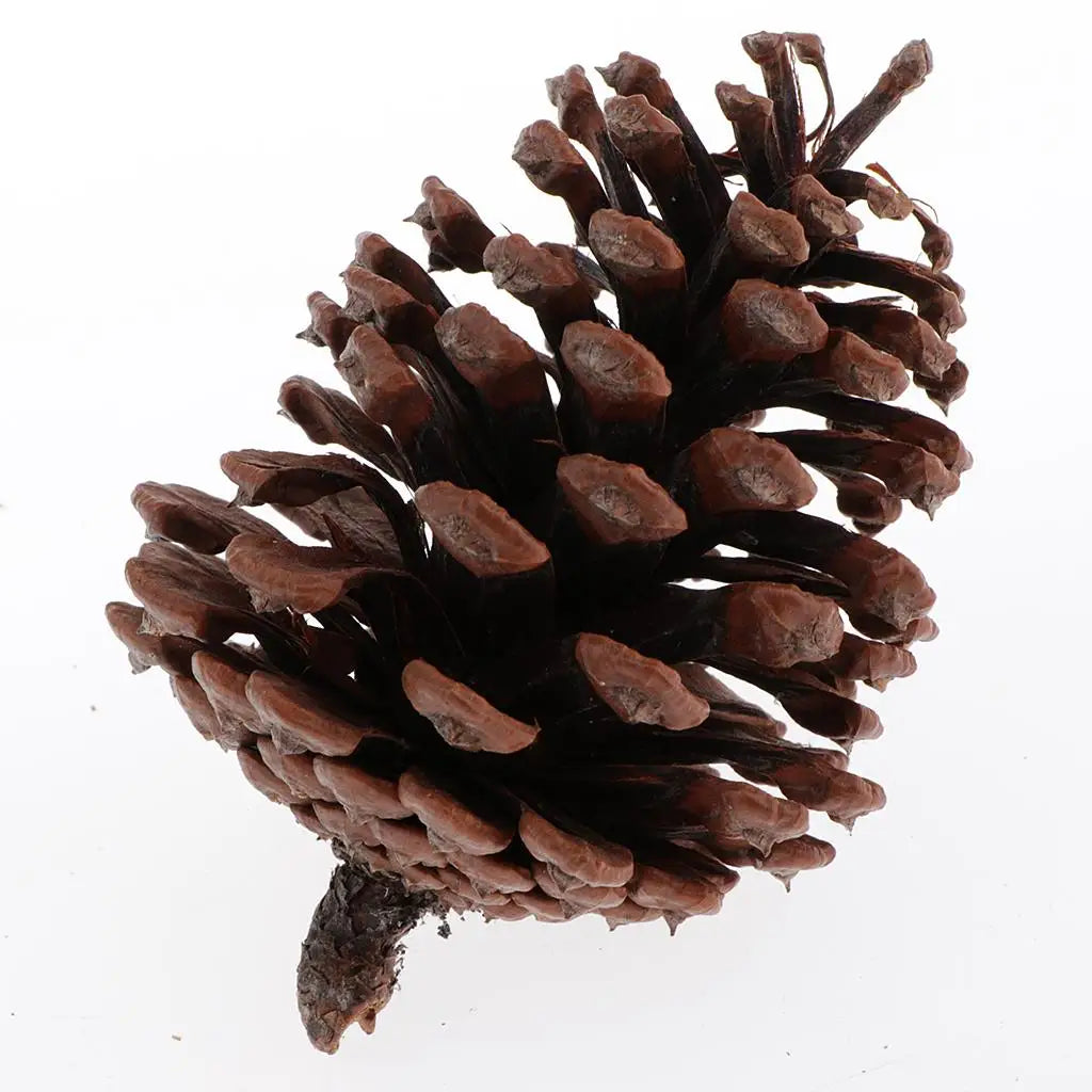 Natural Pine Cones — Pack of 10 | Large Rustic Cones for Wreaths, Seasonal Decor & Handmade Crafts