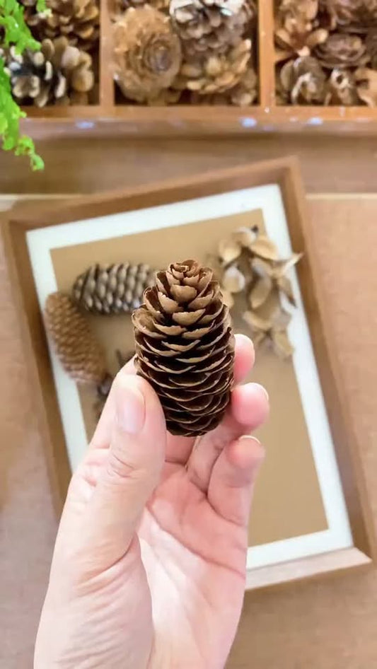 Small Natural Pine Cones — 60 Pieces | Wreaths, Vase Fillers & Nature-Inspired Crafts